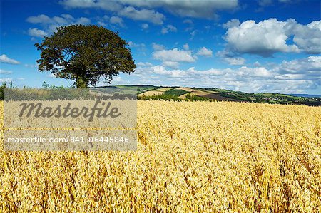 Champ d'avoine, Thorverton, Devon, Angleterre, Royaume-Uni, Europe