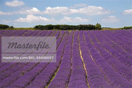 Lavender field, Lordington Lavender Farm, Lordington, West Sussex, England, United Kingdom, Europe