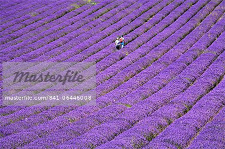 People in lavender field, Lordington Lavender Farm, Lordington, West Sussex, England, United Kingdom, Europe