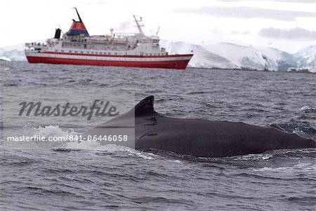 Humpback whale in front of cruise ship, Antarctica, Polar Regions Humpback whale in front of cruise ship, Antarctica, Polar Regions