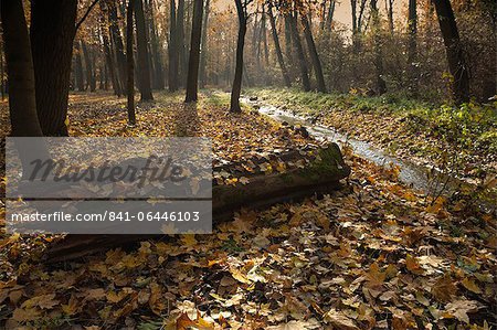 Autumn leaves in forest along Cervenomlynsky Creek, village of Miskovice, Prague, Czech Republic, Europe