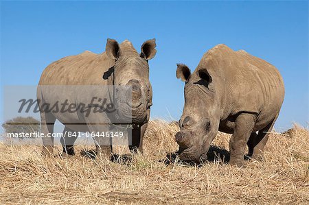 Dehorned blancs rhinocéros (Ceratotherium simum) sur la ferme de rhino, Klerksdorp, North West Province, Afrique du Sud, Afrique