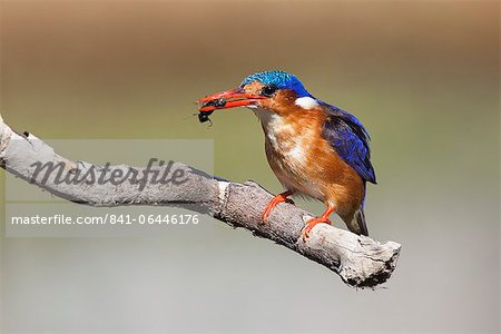 Martin-pêcheur malachite (Alcedo cristata) avec beetle, Intaka Island, Cape Town, Afrique du Sud, Afrique