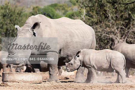 Dehorned white rhino (Ceratotherium simum) with calf, Mauricedale game ranch, Mpumalanga, South Africa, Africa