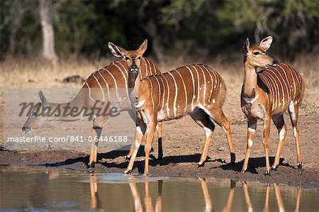 Nyala (Tragelaphus angasii) females at waterhole, Hluhluwe Imfolozi game reserve, KwaZulu-Natal, South Africa, Africa