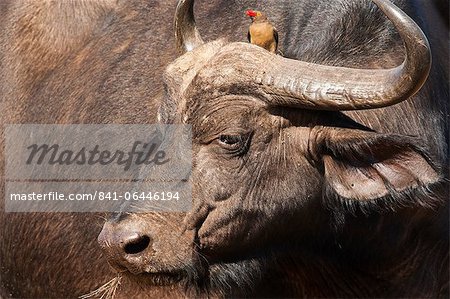 Buffle (Syncerus caffer) avec redbilled Piquebœuf, Hluhluwe-Imfolozi Park, KwaZulu Natal, Afrique du Sud, Afrique