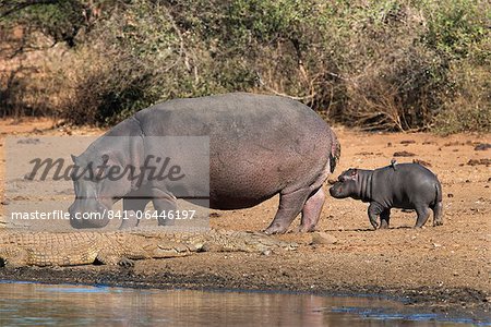 Flusspferd (Hippopotamus Amphibius) mit Kalb, Krüger Nationalpark, Mpumalanga, Südafrika, Afrika