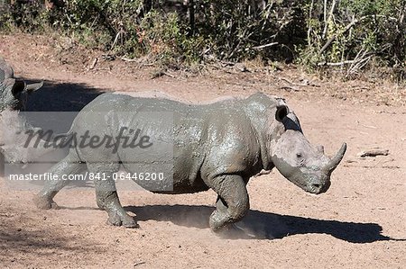 Rhinocéros blanc (Ceratotherium simum), Mkhuze game reserve, Kwazulu Natal, Afrique du Sud, Afrique