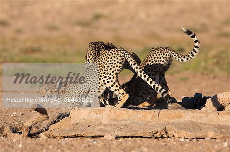 Gepard (Acinonyx Jubatus), Wasserloch Kgalagadi Transfrontier Park, Südafrika, Afrika