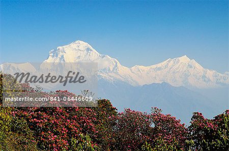 Rhododendron and Dhaulagiri Himal seen from Poon Hill, Annapurna Conservation Area, Dhawalagiri (Dhaulagiri), Western Region (Pashchimanchal), Nepal, Himalayas, Asia