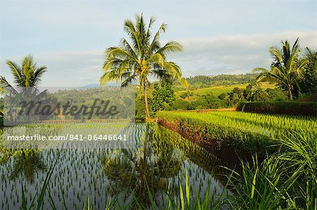 Champs de riz, Senaru, Lombok, Indonésie, Asie du sud-est, Asie