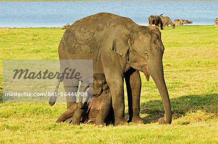 Sri Lanka Elefant (Elephas Maximus Maximus), Minneriya Nationalpark, Sri Lanka, Asien