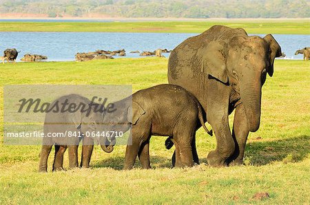 Sri Lankan elephant (Elephas maximus maximus), Minneriya National Park, Sri Lanka, Asia