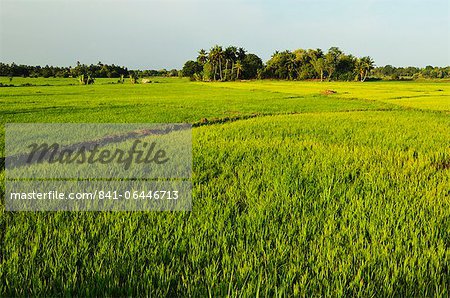 Rice fields, Polonnaruwa, Sri Lanka, Asia