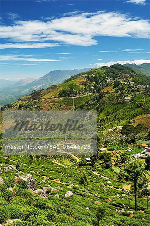 View of tea plantations from Lipton's Seat, Haputale, Sri Lanka, Asia