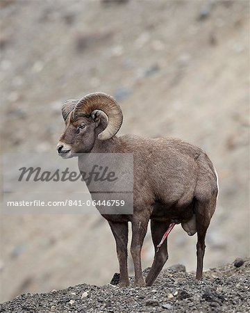 Bighorn sheep (Ovis canadensis) ram with an erection during the rut, Clear Creek County, Colorado, United States of America, North America