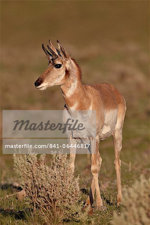 Antilope d'Amérique (Antilocapra americana) buck, Parc National de Yellowstone, Wyoming, États-Unis d'Amérique, l'Amérique du Nord