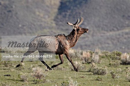 Bull elk (Cervus canadensis) in velvet running, Yellowstone National Park, Wyoming, United States of America, North America