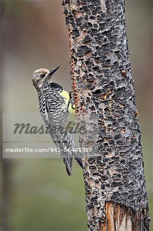 Weibliche Williamson Saftlecker (Sphyrapicus Literatur) auf eine Fütterung Baum, Yellowstone Nationalpark, Wyoming, Vereinigte Staaten von Amerika, Nordamerika