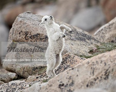 Mountain goat (Oreamnos americanus) kid jumping, Mount Evans, Arapaho-Roosevelt National Forest, Colorado, United States of America, North America