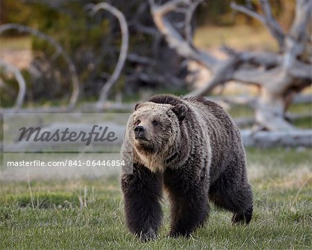 Grizzly bear (Ursus arctos horribilis) walking, Yellowstone National Park, Wyoming, United States of America, North America