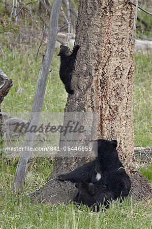 Truie de l'ours noir (Ursus americanus) et deux petits-de-l'année, une infirmière et un descendant d'un arbre, Parc National de Yellowstone, Wyoming, États-Unis d'Amérique, l'Amérique du Nord