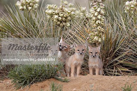 SWIFT fox (Vulpes velox) vixen et trois trousses à leur tanière, Pawnee National Grassland, Colorado, États-Unis d'Amérique, Amérique du Nord