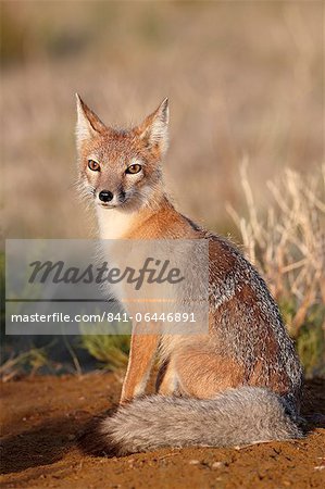 Le renard véloce (Vulpes velox), Pawnee National Grassland, Colorado, États-Unis d'Amérique, North America