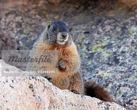 Marmotte à ventre jaune (marmotte de froussard) (Marmota flaviventris), Mount Evans, Arapaho-Roosevelt National Forest, Colorado, États-Unis d'Amérique, Amérique du Nord