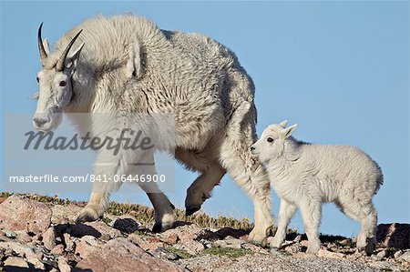 Bergziege (Oreamnos Americanus) Nanny und Kind, Mount Evans, Arapaho-Roosevelt National Forest, Colorado, Vereinigte Staaten von Amerika, Nordamerika