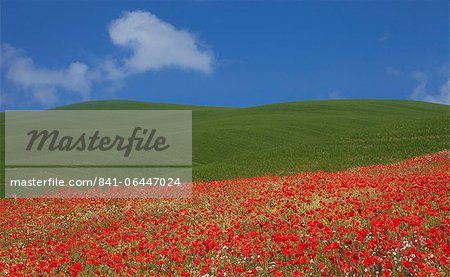 Grüne Hügel und rote Mohnblumen in der Nähe von Pienza, Toskana, Italien, Europa