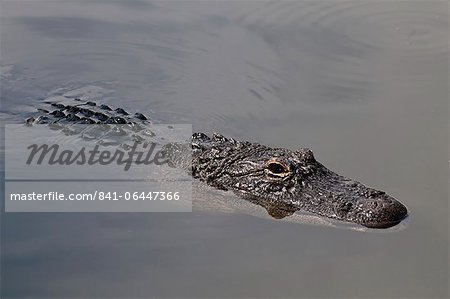 American alligator (Alligator mississippiensis), Everglades, UNESCO World Heritage Site, Florida, United States of America, North America