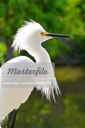 Snowy egret (Egretta thula), Everglades, Florida, United States of America, North America