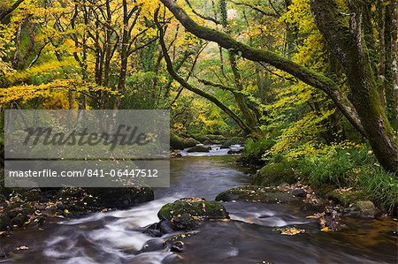 River Teign flowing through deciduous woodland in autumn, Dartmoor, Devon, England, United Kingdom, Europe