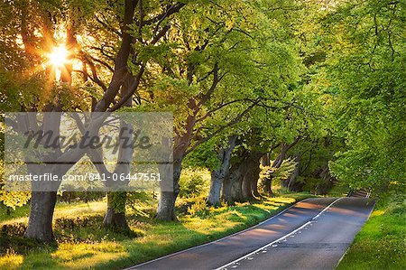 Bordée d'arbres de hêtre route sous le soleil de soirée, Wimborne, Dorset, Angleterre, Royaume-Uni, Europe