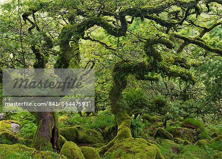 Un retard de croissance oaks en SSSI bois de Wistman à Dartmoor, Devon, Angleterre, Royaume-Uni, Europe