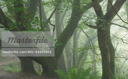 Conditions de Misty sur le South West Coast Path dans le bois de Keivill, Mills, Devon, Angleterre, Royaume-Uni, Europe de Buck