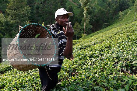 Agriculteur Lincoln Kimanthi Mugo cueillette de thé, Kathangiri, Kenya, Afrique de l'est, Afrique