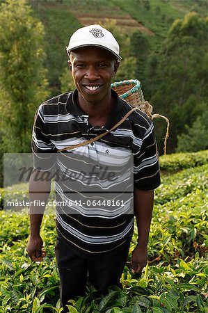 Landwirt Lincoln Kimanthi Mugo Kommissionierung Tee, Kathangiri, Kenia, Ostafrika, Afrika