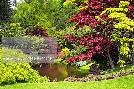 Acer Bäume und Teich in der Frühlingssonne, die Gärten der Villa Melzi, Bellagio, Comer See, Lombardei, italienische Seen, Italien, Europa