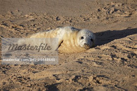 Seal pup sur la plage de Winterton, Norfolk, Angleterre, Royaume-Uni, Europe