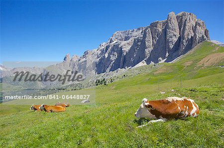 Passent des bovins, Sella, Trento et les Provinces de Bolzano, les Dolomites italiennes, Italie, Europe