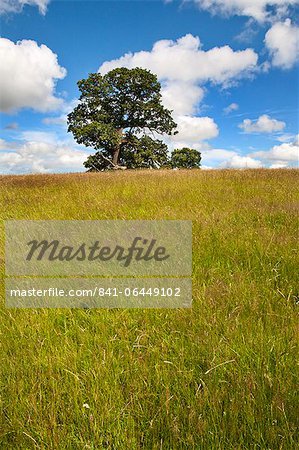 Arbre de l'été et de longues herbes à Jacob Smith Park Knaresborough, North Yorkshire, Yorkshire, Angleterre, Royaume-Uni, Europe
