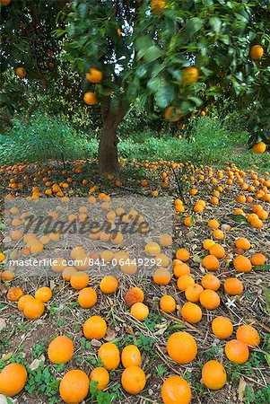 Oranges tombés dans l'orangeraie, Chypre, Europe