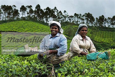 Cueilleurs de thé, près de Munnar, Kerala, Inde, Asie
