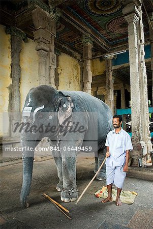 The Temple Elephant, Sri Meenakshi Sundareshwara Temple, Madurai, Tamil Nadu, India, Asia