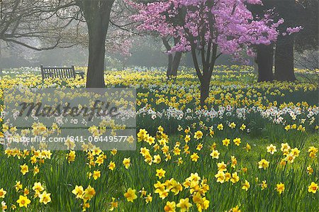 Jonquilles et des fleurs au printemps, Hampton, Greater London, Angleterre, Royaume-Uni, Europe