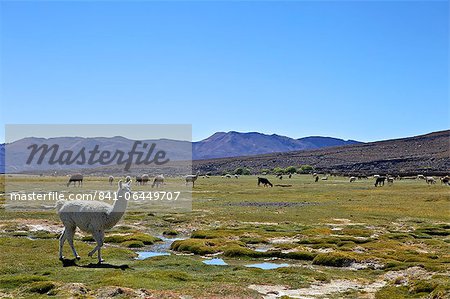 Lamas et alpagas, pâturage, Tunupa (Bolivie), en Amérique du Sud