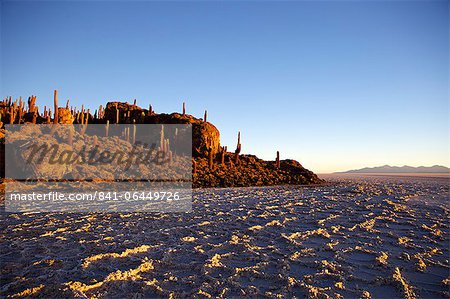 Cacti at sunset on Isla de los Pescadores and salt flats, Salar de Uyuni, Southwest Highlands, Bolivia, South America