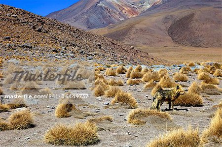 Wild fox near the shore of the Laguna Canapa, Southwest Highlands, Bolivia, South America